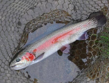 ルアー・フライで爆釣 ～平谷湖フィッシング…